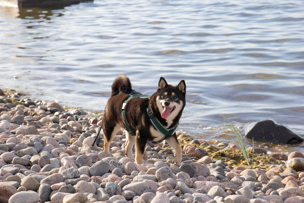 "Appi, mu koer domineerib mind!" – kas see on päriselt nii?