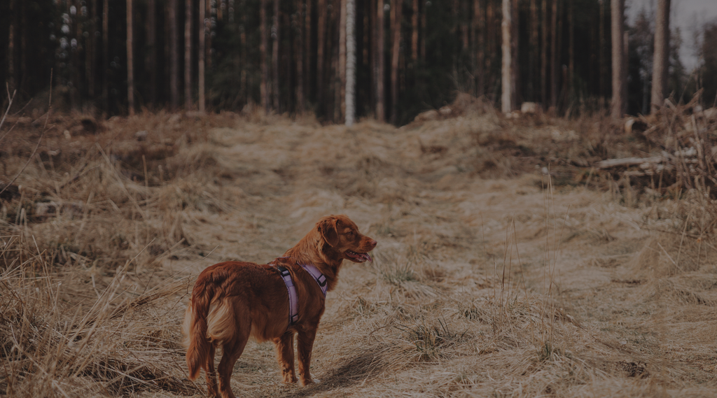 Miks on ohtlik lasta oma koeral kõiki vastutulevaid koeri tervitada?